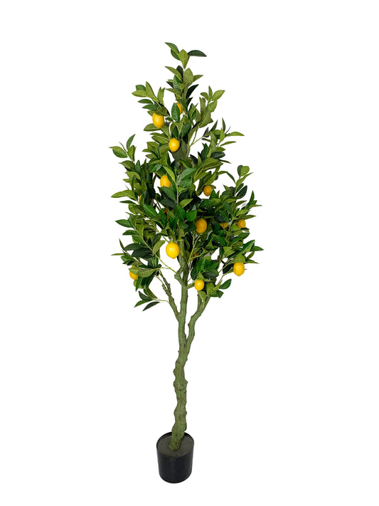 KA0448 Lemon tree H180cm