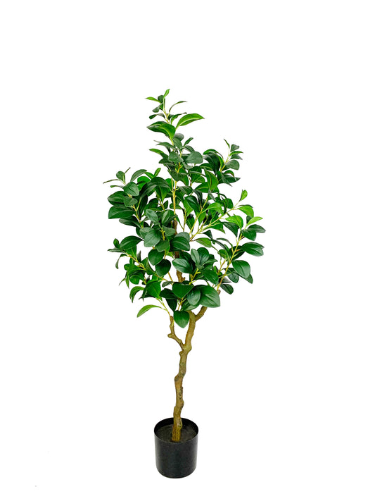 KA0449 Watercress tree H120cm