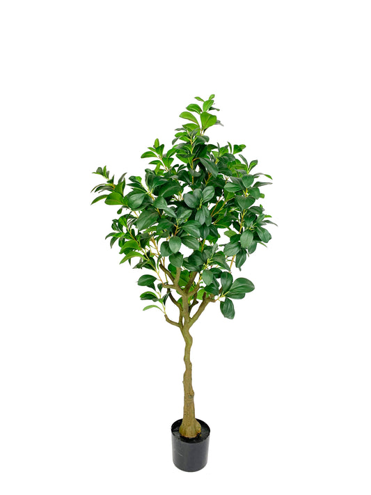 KA0450 Watercress tree H150cm