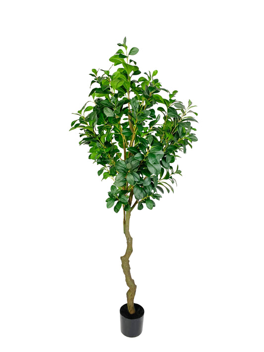 KA0451 Watercress tree H180cm