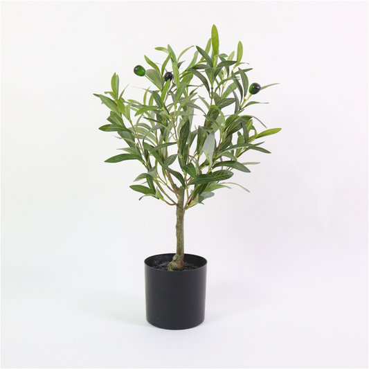 KA0455 Olive tree H55cm