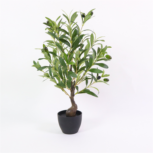 KA0456 Olive tree H55cm