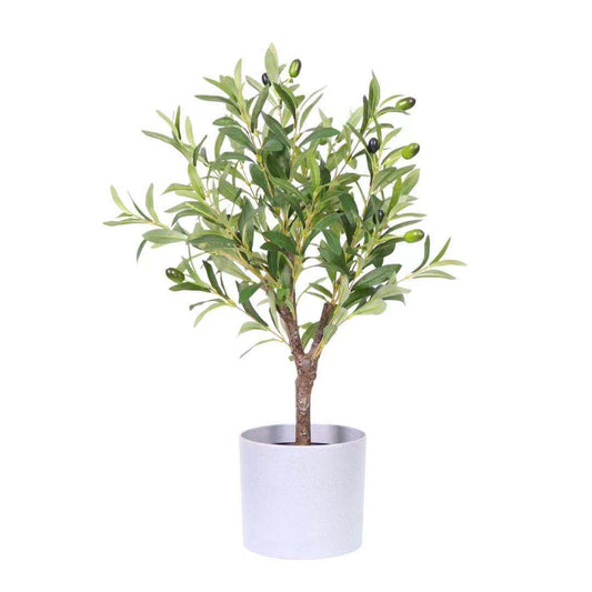 KA0457 Olive tree H60cm
