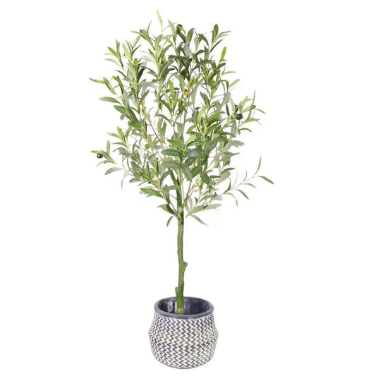 KA0459 Olive tree H100cm