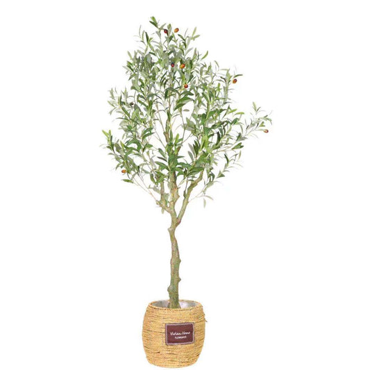 KA0462 Olive tree H150cm