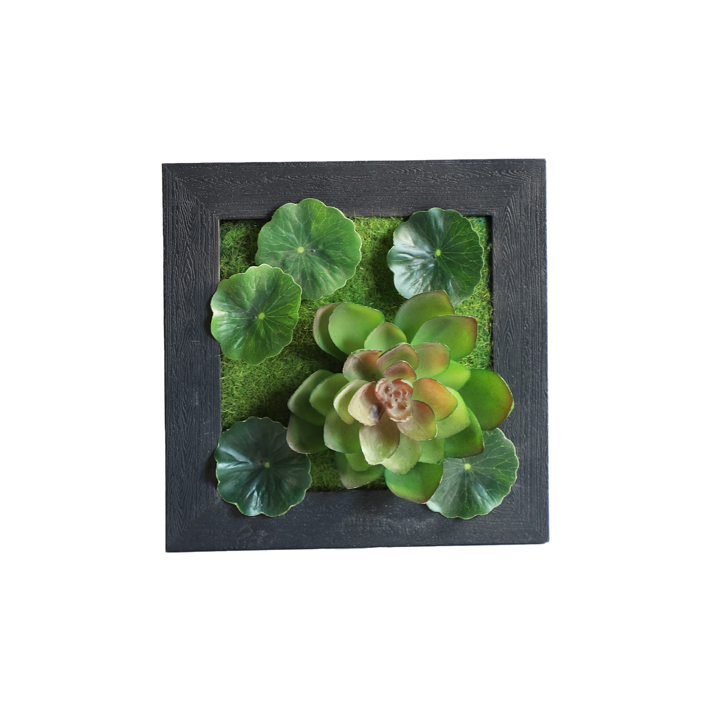 KA818A88-Artificial succulents in frame-15x15cm