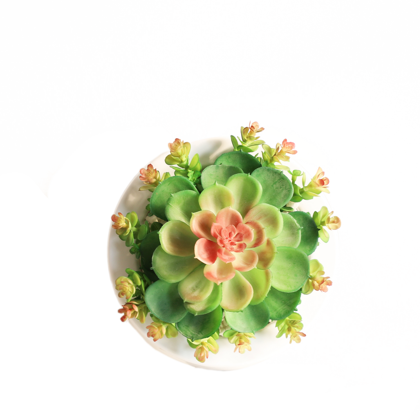 KA818A89-Artificial succulents in frame-7x7x8cm