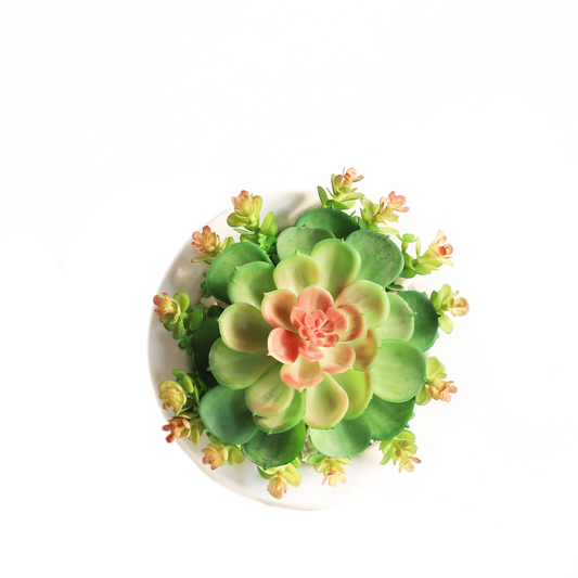 KA818A89-Artificial succulents in frame-7x7x8cm