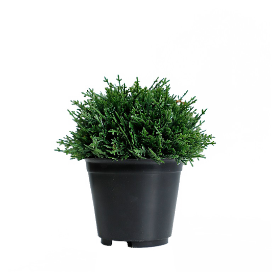 KB-006P-Artificial grass bonsai with pot-H13cm