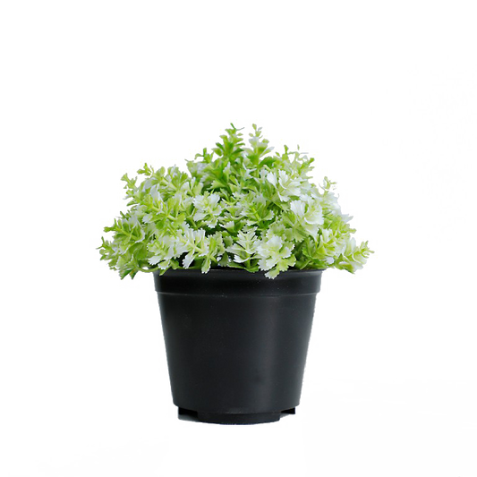 KB-009P-Artificial grass bonsai with pot-H14cm