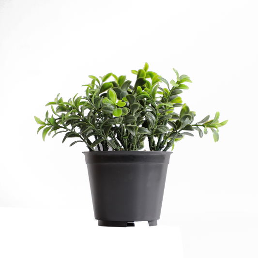KB-020P-Artificial grass bonsai with pot-H15cm