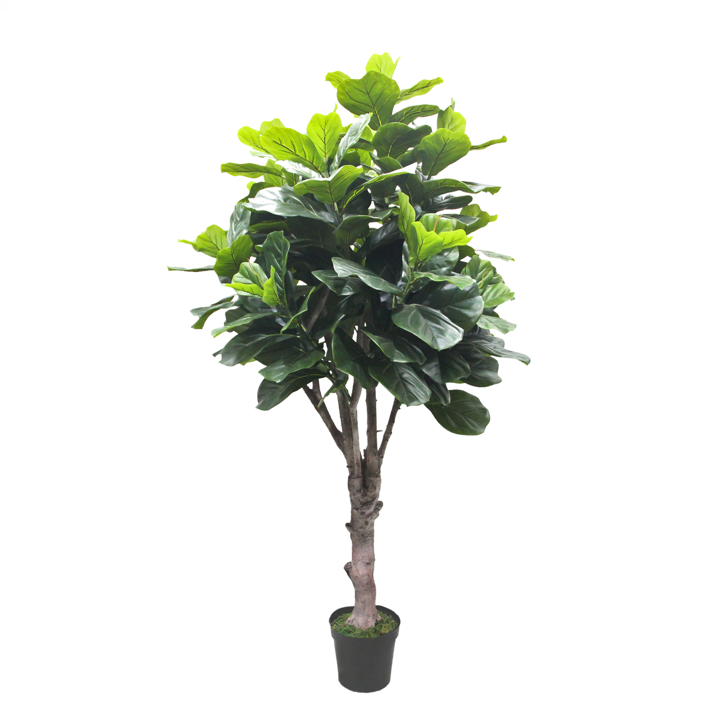 KD-011M-Fiddle tree-H180cm