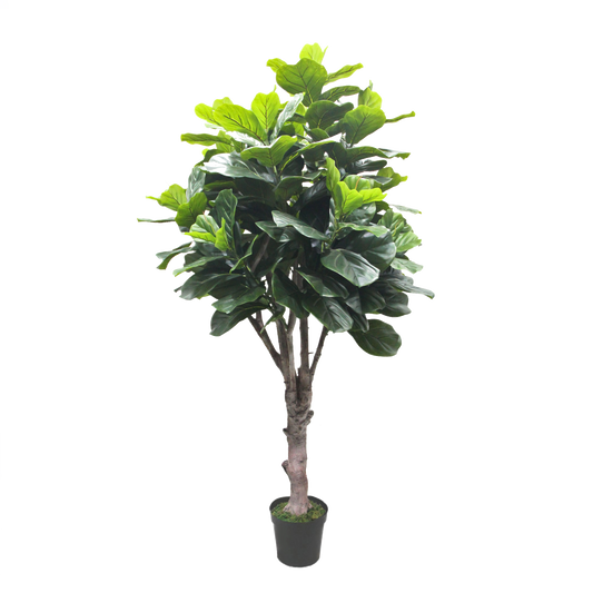 KD-011M-Fiddle tree-H180cm