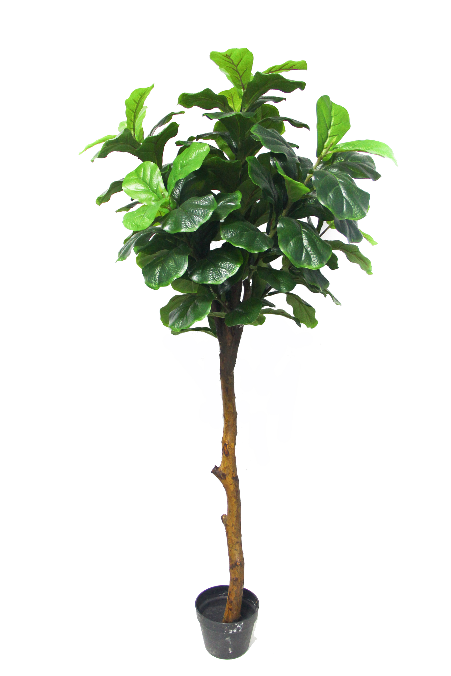 KD-013M-Fiddle tree-H150cm