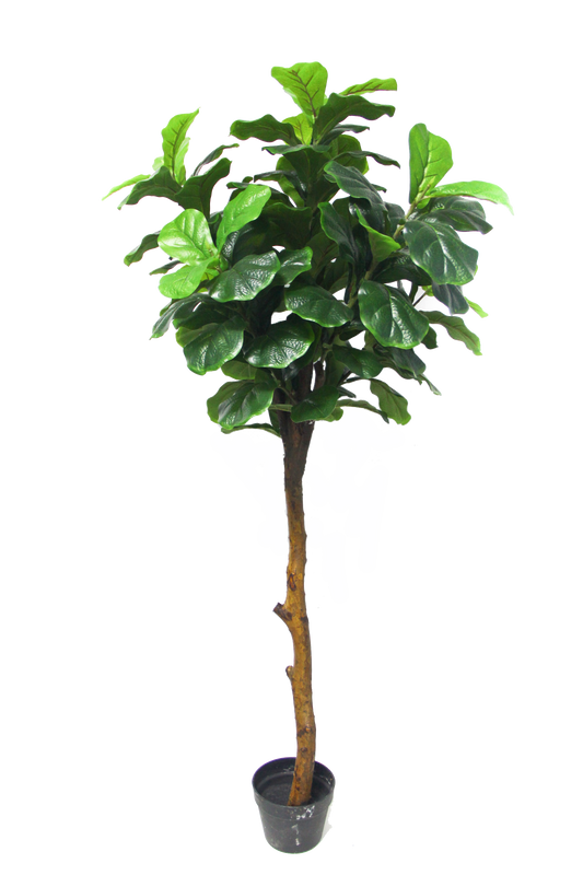 KD-013M-Fiddle tree-H150cm