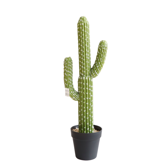 KD0015-Cactus with plastic pot -H62cm