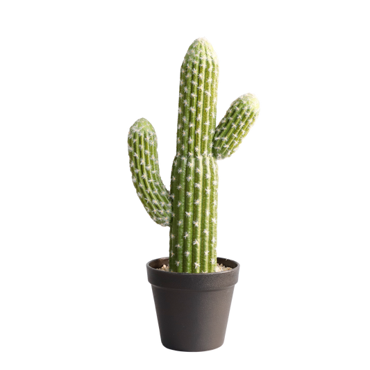 KD0016-Cactus with plastic pot -H41cm