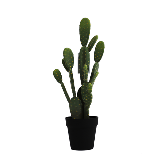 KD0018-Cactus with plastic pot -H55cm