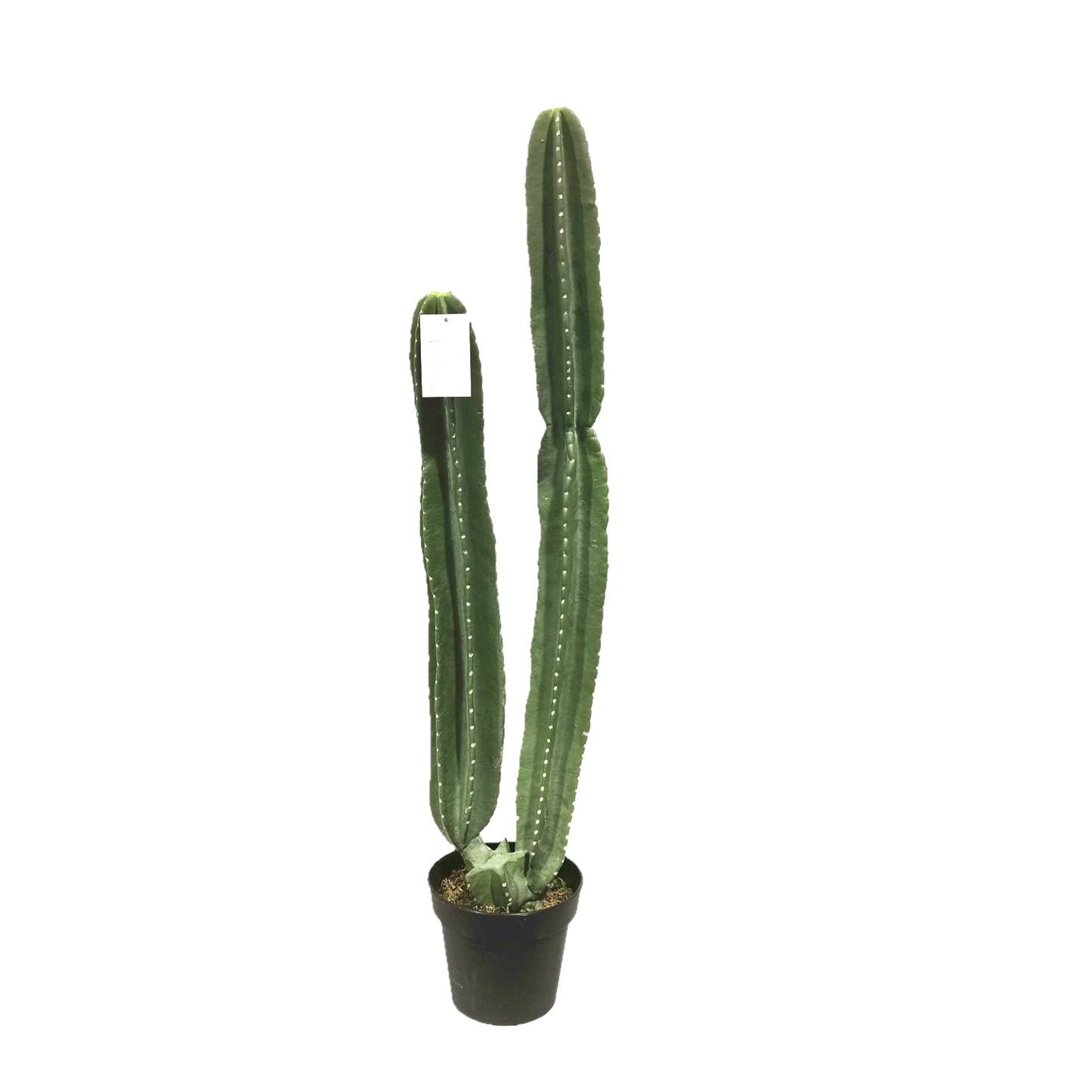 KD0065-Cactus with plastic pot -H108cm