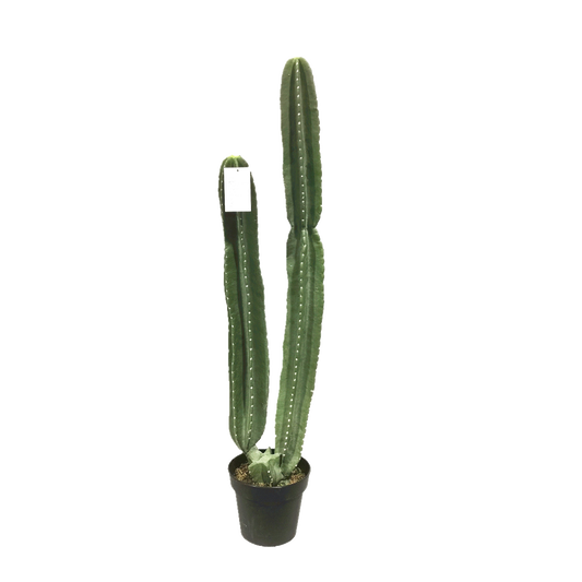 KD0065-Cactus with plastic pot -H108cm