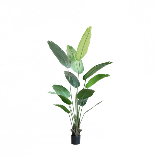 KD1412-Banana Tree-H180CM
