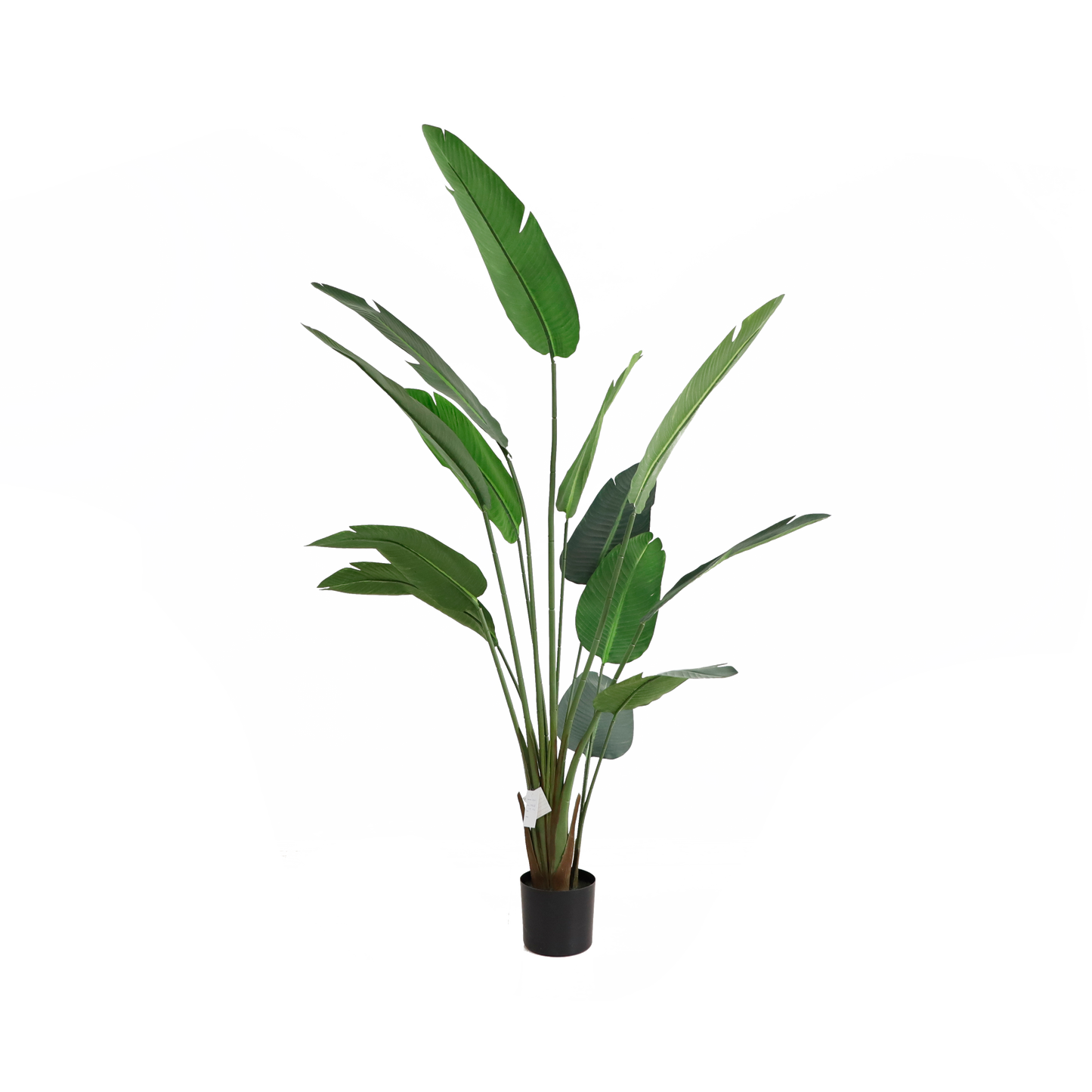 KD1413-Banana Tree-H200CM