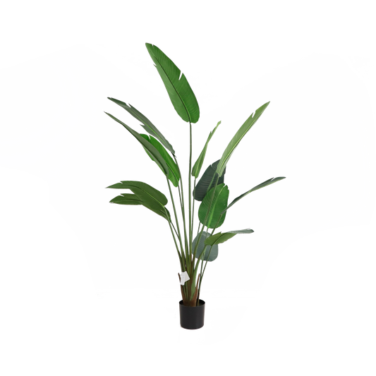 KD1413-Banana Tree-H200CM