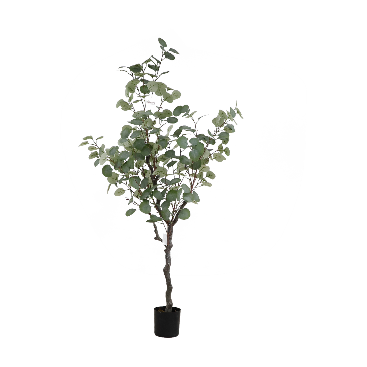 KD1419-Eucalyptus tree-H120cm