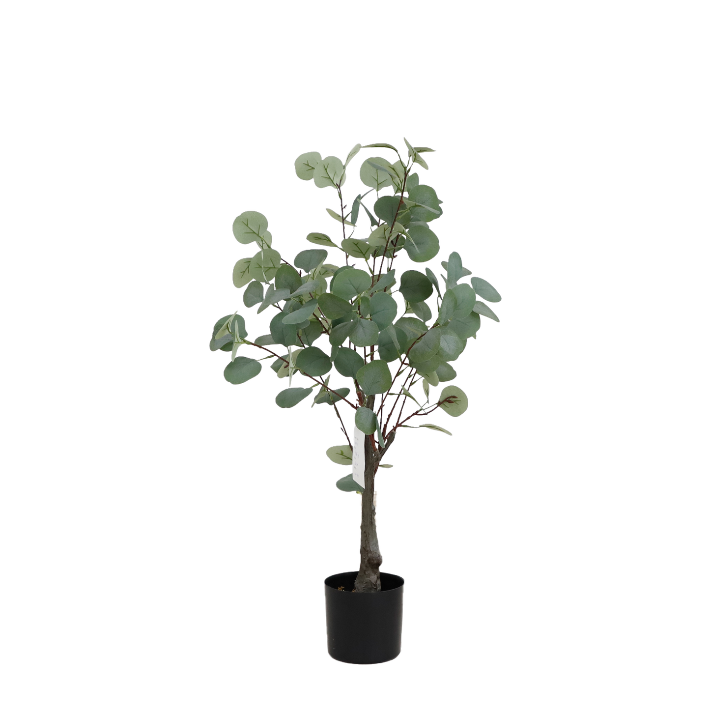 KD1422-Eucalyptus tree-H80cm