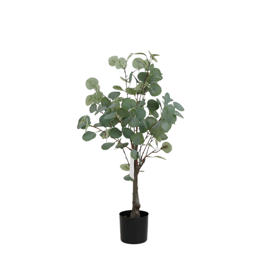 KD1422-Eucalyptus tree-H80cm