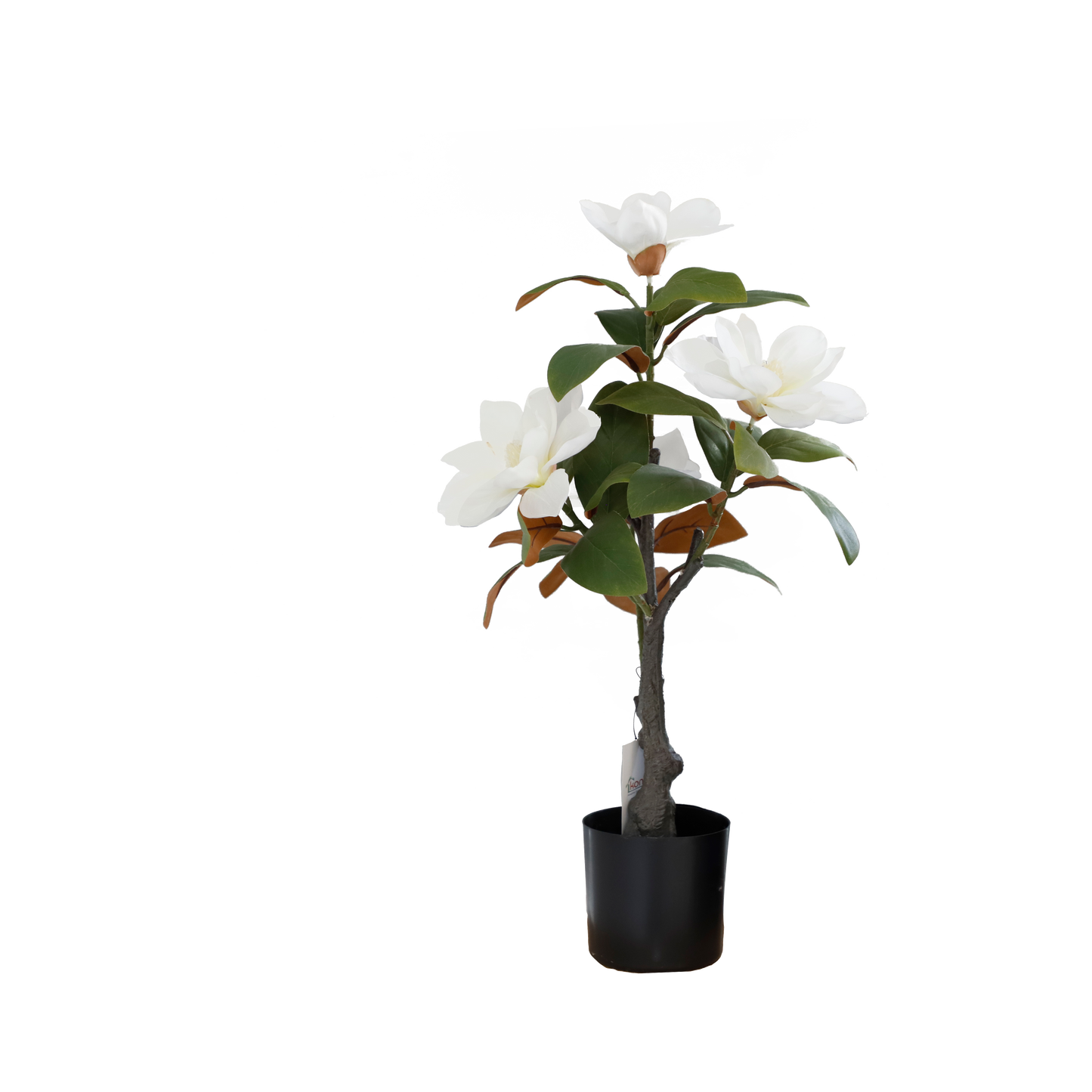 KD1423-Magnolia Tree-H80cm