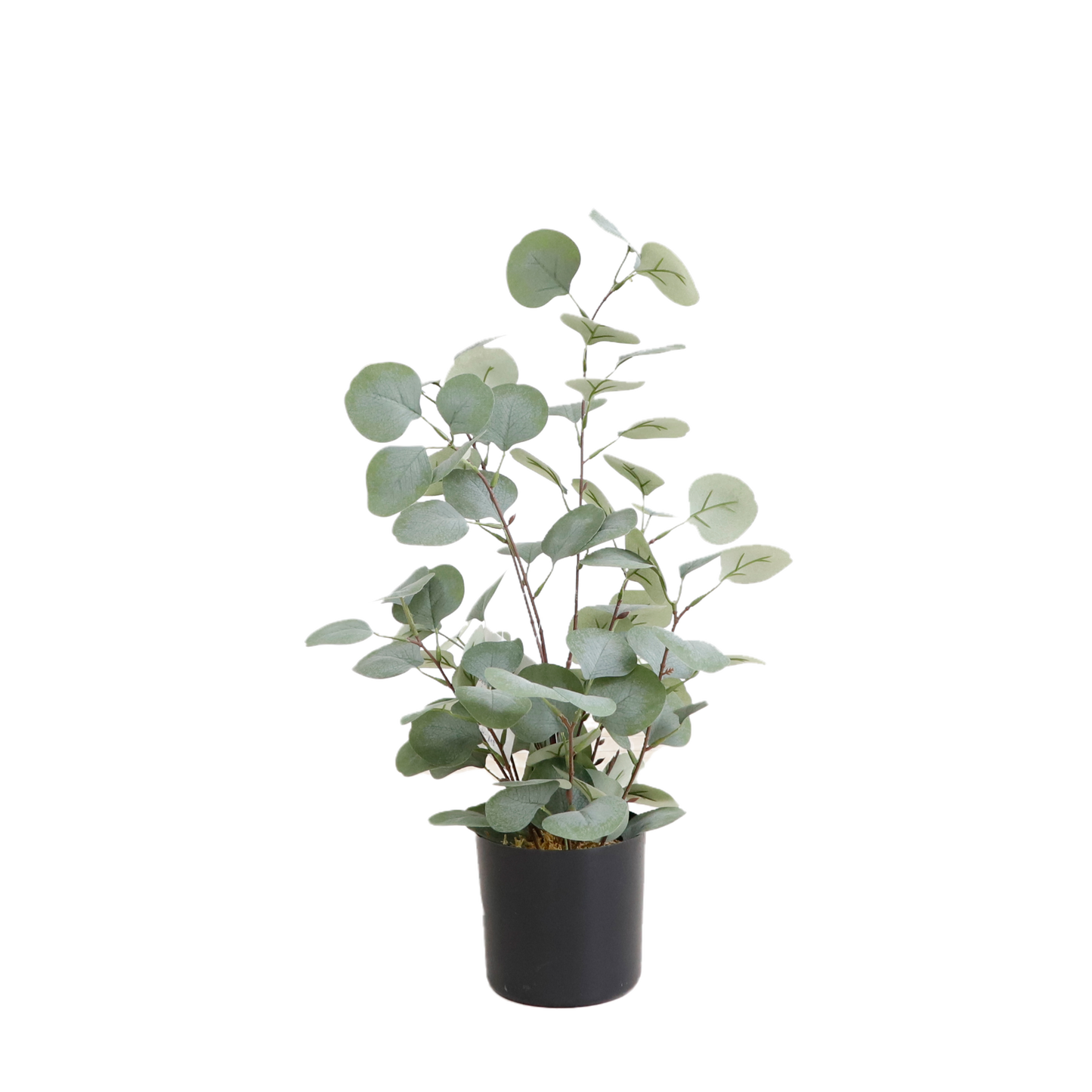 KD1426-Eucalyptus tree-H50cm