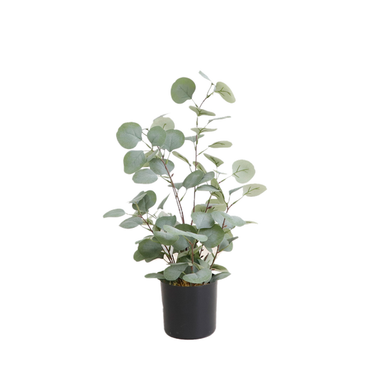 KD1426-Eucalyptus tree-H50cm