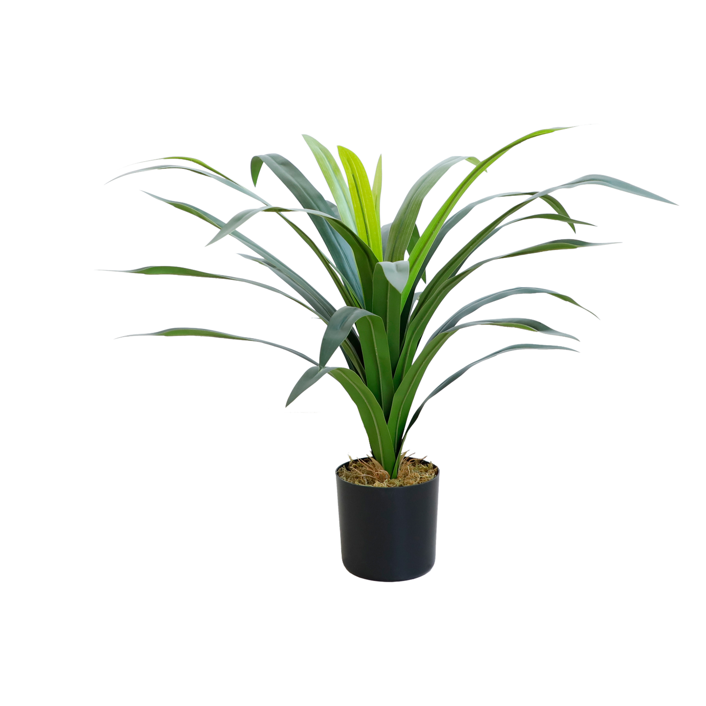 KD1427-Gladiolus-H68cm
