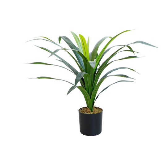 KD1427-Gladiolus-H68cm