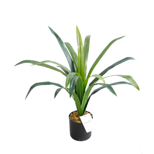 KD1428-Gladiolus-H64cm