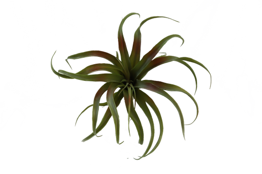 KD1639-Artificial Succulent -H24cm-9.45inch