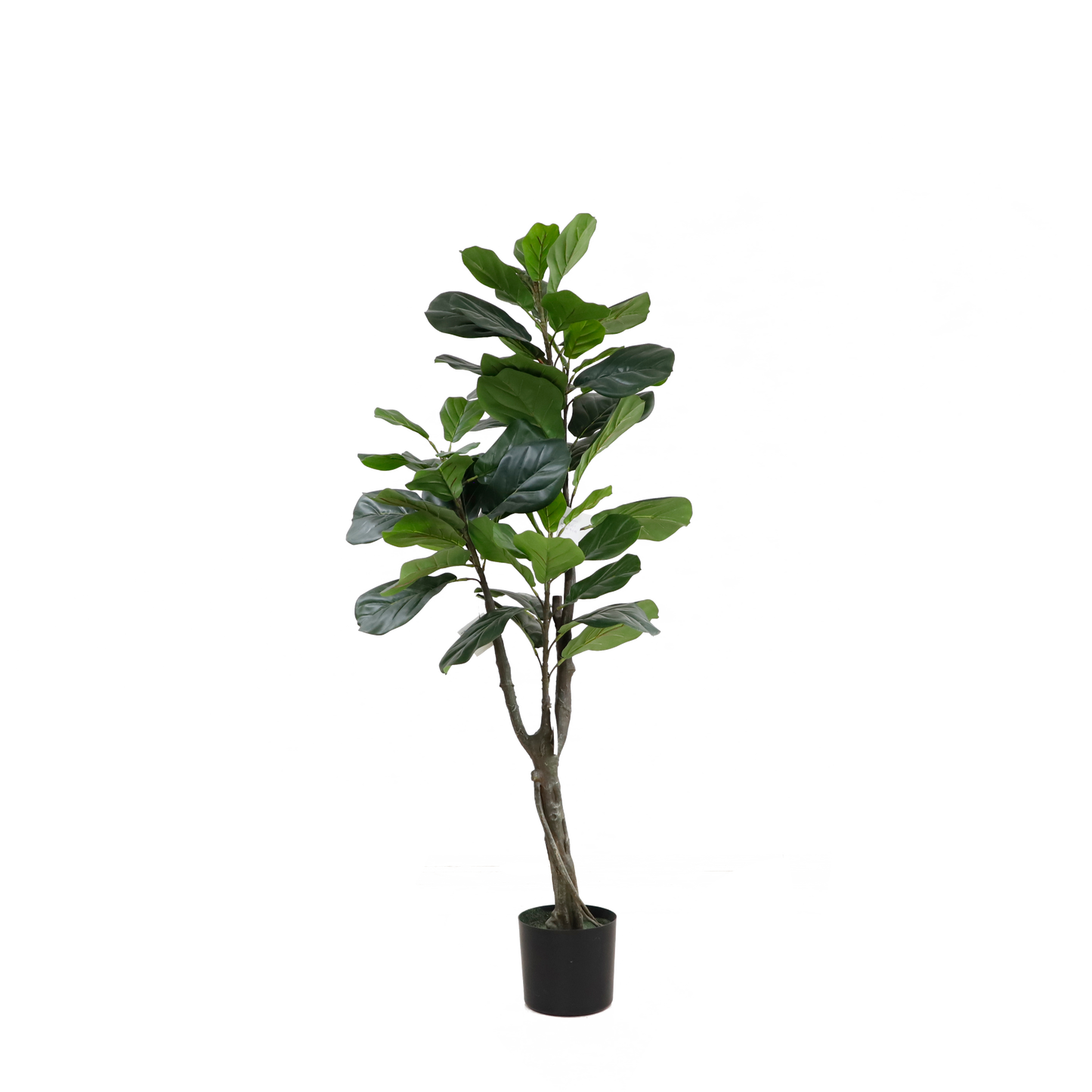 KD2002-Fiddle tree-H160cm