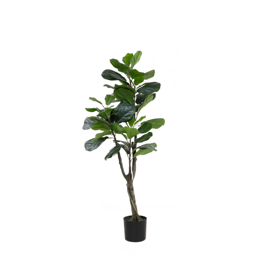 KD2002-Fiddle tree-H160cm