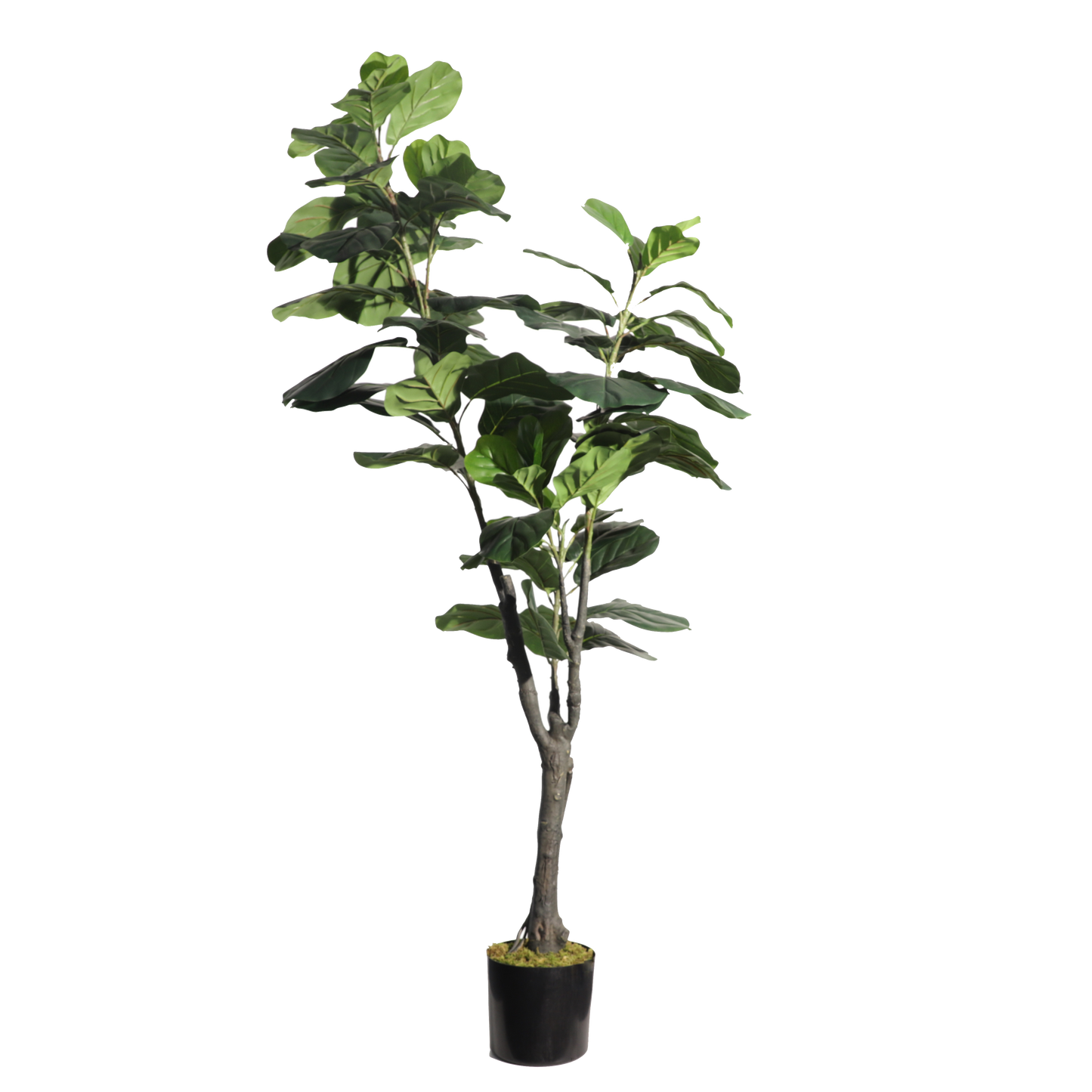 KD2003-Fiddle tree-H180cm