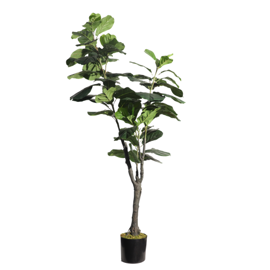 KD2003-Fiddle tree-H180cm