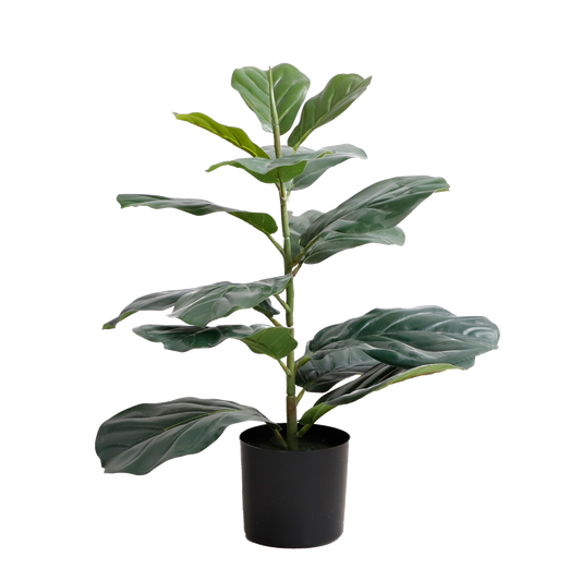 KD2004-Fiddle tree-H60cm