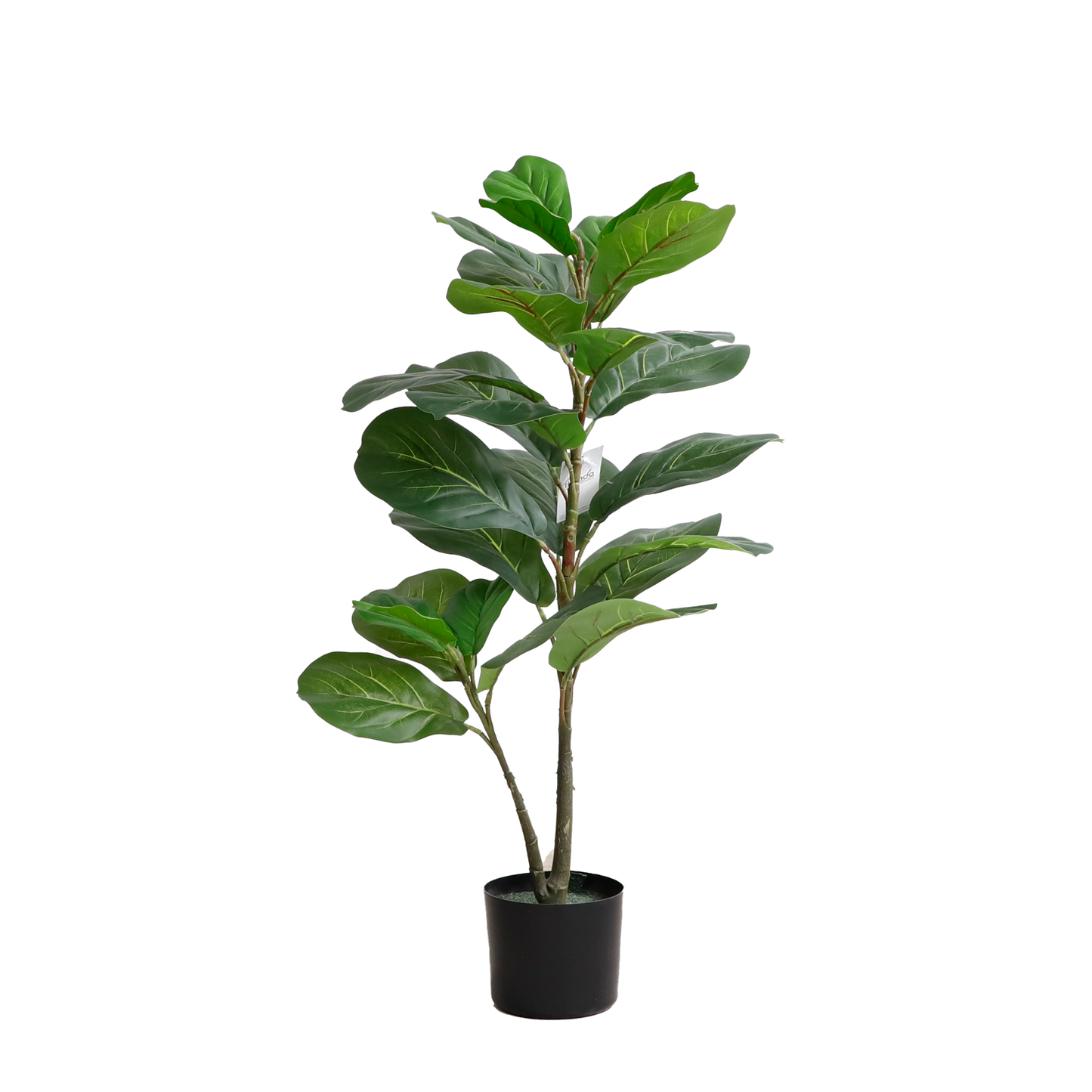 KD2005-Fiddle tree-H95cm