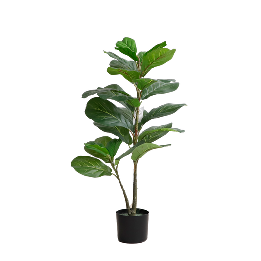 KD2005-Fiddle tree-H95cm