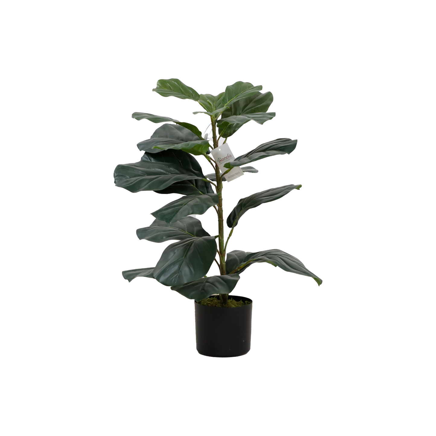 KD2006-Fiddle tree-H75cm