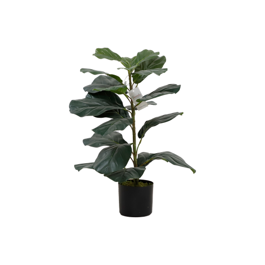 KD2006-Fiddle tree-H75cm