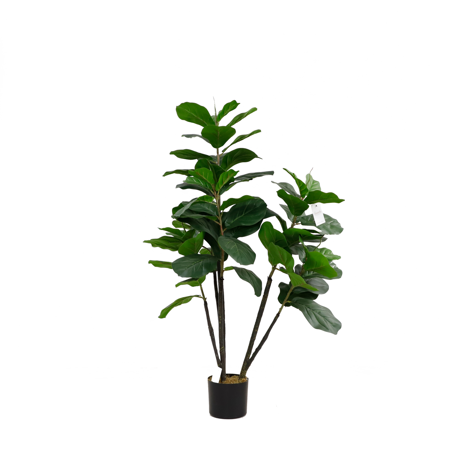 KD2007-Fiddle tree-H130cm