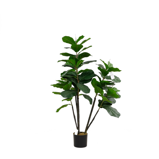 KD2007-Fiddle tree-H130cm