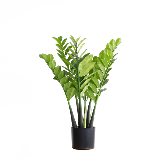 KD2040-Zamioculcas-H75cm