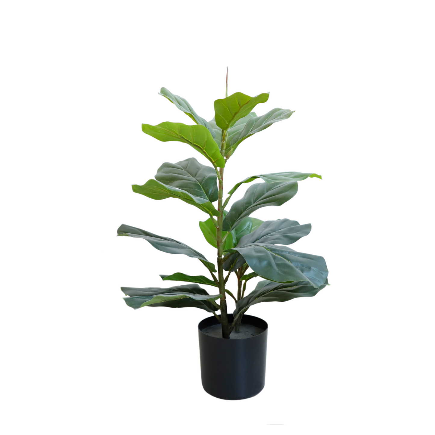 KD2045-Fiddle tree-H60cm